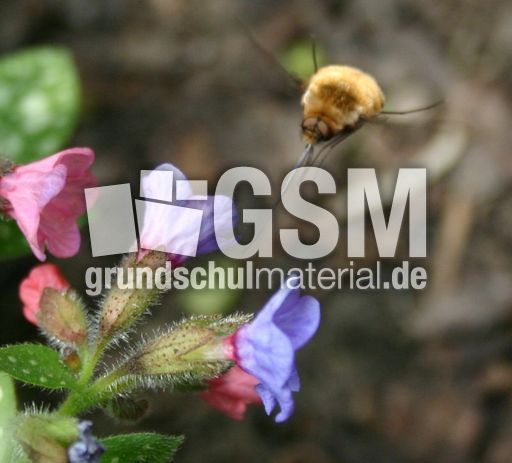 Lungenkraut-und-Insektenruessel.jpg